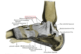 Illustration for article titled Pott’s Fracture or: Tim, Oh My God, I’m So Sorry About Your Leg